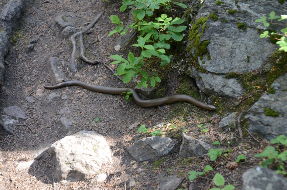Pinecreek rubber boa